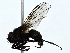  ( - BIOUG89991-B10)  @11 [ ] CreativeCommons - Attribution (2022) CBG Photography Group Centre for Biodiversity Genomics