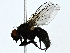  ( - BIOUG89991-B11)  @11 [ ] CreativeCommons - Attribution (2022) CBG Photography Group Centre for Biodiversity Genomics
