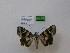  ( - THS-20160011)  @12 [ ] CreativeCommons - Attribution Non-Commercial (2016) Markus P. Rantala Tampere Entomological Association