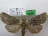  ( - THS-20160016)  @12 [ ] CreativeCommons - Attribution Non-Commercial (2016) Markus P. Rantala Tampere Entomological Association