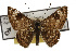  (Apodemia walkeri - TAMUICEGR-0014)  @15 [ ] CreativeCommons - Attribution (2010) CBG Photography Group Centre for Biodiversity Genomics