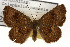  ( - TAMUICEGR-0017)  @11 [ ] CreativeCommons - Attribution (2010) CBG Photography Group Centre for Biodiversity Genomics