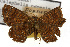  ( - TAMUICEGR-0018)  @11 [ ] CreativeCommons - Attribution (2010) CBG Photography Group Centre for Biodiversity Genomics