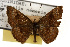  ( - TAMUICEGR-0019)  @11 [ ] CreativeCommons - Attribution (2010) CBG Photography Group Centre for Biodiversity Genomics