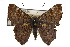  ( - TAMUICEGR-0027)  @15 [ ] CreativeCommons - Attribution (2010) CBG Photography Group Centre for Biodiversity Genomics