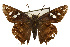  (Polygonus leo - TAMUICEGR-0031)  @13 [ ] CreativeCommons - Attribution (2010) CBG Photography Group Centre for Biodiversity Genomics