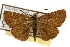  ( - TAMUICEGR-0047)  @11 [ ] CreativeCommons - Attribution (2010) CBG Photography Group Centre for Biodiversity Genomics