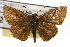  ( - TAMUICEGR-0048)  @11 [ ] CreativeCommons - Attribution (2010) CBG Photography Group Centre for Biodiversity Genomics