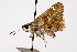  ( - TAMUICEGR-0052)  @11 [ ] CreativeCommons - Attribution (2010) CBG Photography Group Centre for Biodiversity Genomics