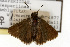  ( - TAMUICEGR-0053)  @11 [ ] CreativeCommons - Attribution (2010) CBG Photography Group Centre for Biodiversity Genomics