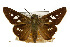  ( - TAMUICEGR-0056)  @14 [ ] CreativeCommons - Attribution (2010) CBG Photography Group Centre for Biodiversity Genomics