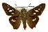  (Calpodes ethlius - TAMUICEGR-0057)  @15 [ ] CreativeCommons - Attribution (2010) CBG Photography Group Centre for Biodiversity Genomics