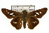  ( - TAMUICEGR-0058)  @14 [ ] CreativeCommons - Attribution (2010) CBG Photography Group Centre for Biodiversity Genomics