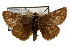  (Hesperia metea - TAMUICEGR-0062)  @13 [ ] CreativeCommons - Attribution (2010) CBG Photography Group Centre for Biodiversity Genomics