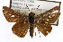  ( - TAMUICEGR-0069)  @11 [ ] CreativeCommons - Attribution (2010) CBG Photography Group Centre for Biodiversity Genomics