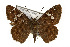  ( - TAMUICEGR-0081)  @13 [ ] CreativeCommons - Attribution (2010) CBG Photography Group Centre for Biodiversity Genomics