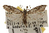  (Carposina cf. simulator - TAMUICEGR-0125)  @14 [ ] CreativeCommons - Attribution (2010) CBG Photography Group Centre for Biodiversity Genomics