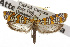  ( - TAMUICEGR-0128)  @15 [ ] CreativeCommons - Attribution (2010) CBG Photography Group Centre for Biodiversity Genomics