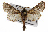  ( - TAMUICEGR-0144)  @14 [ ] CreativeCommons - Attribution (2010) CBG Photography Group Centre for Biodiversity Genomics