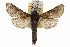  ( - TAMUICEGR-0145)  @14 [ ] CreativeCommons - Attribution (2010) CBG Photography Group Centre for Biodiversity Genomics