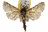  ( - TAMUICEGR-0146)  @14 [ ] CreativeCommons - Attribution (2010) CBG Photography Group Centre for Biodiversity Genomics