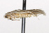  ( - TAMUICEGR-0163)  @13 [ ] CreativeCommons - Attribution (2010) CBG Photography Group Centre for Biodiversity Genomics