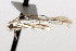  ( - TAMUICEGR-0164)  @13 [ ] CreativeCommons - Attribution (2010) CBG Photography Group Centre for Biodiversity Genomics