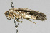  ( - TAMUICEGR-0202)  @12 [ ] CreativeCommons - Attribution (2010) CBG Photography Group Centre for Biodiversity Genomics