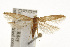  ( - TAMUICEGR-0207)  @14 [ ] CreativeCommons - Attribution (2010) CBG Photography Group Centre for Biodiversity Genomics
