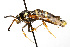  ( - TAMUICEGR-0248)  @12 [ ] CreativeCommons - Attribution (2010) CBG Photography Group Centre for Biodiversity Genomics