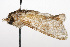  (Brypoctia - TAMUICEGR-0260)  @12 [ ] CreativeCommons - Attribution (2010) CBG Photography Group Centre for Biodiversity Genomics