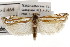  ( - TAMUICEGR-0288)  @13 [ ] CreativeCommons - Attribution (2010) CBG Photography Group Centre for Biodiversity Genomics