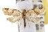  ( - TAMUICEGR-0331)  @14 [ ] CreativeCommons - Attribution (2010) CBG Photography Group Centre for Biodiversity Genomics