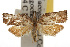  (Platynota sp - TAMUICEGR-0342)  @14 [ ] CreativeCommons - Attribution (2010) CBG Photography Group Centre for Biodiversity Genomics