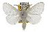  ( - TAMUICEGR-0375)  @15 [ ] CreativeCommons - Attribution (2010) CBG Photography Group Centre for Biodiversity Genomics
