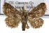 (Euprosterna lacipea - TAMUICEGR-0379)  @15 [ ] CreativeCommons - Attribution (2010) CBG Photography Group Centre for Biodiversity Genomics
