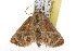  ( - TAMUICEGR-0382)  @13 [ ] CreativeCommons - Attribution (2010) CBG Photography Group Centre for Biodiversity Genomics