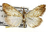 ( - TAMUICEGR-0426)  @13 [ ] CreativeCommons - Attribution (2010) CBG Photography Group Centre for Biodiversity Genomics