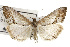  ( - TAMUICEGR-0428)  @15 [ ] CreativeCommons - Attribution (2010) CBG Photography Group Centre for Biodiversity Genomics