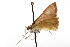  ( - TAMUICEGR-0436)  @12 [ ] CreativeCommons - Attribution (2010) CBG Photography Group Centre for Biodiversity Genomics