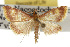  ( - TAMUICEGR-0440)  @13 [ ] CreativeCommons - Attribution (2010) CBG Photography Group Centre for Biodiversity Genomics