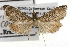 ( - TAMUICEGR-0443)  @14 [ ] CreativeCommons - Attribution (2010) CBG Photography Group Centre for Biodiversity Genomics