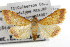  ( - TAMUICEGR-0453)  @14 [ ] CreativeCommons - Attribution (2010) CBG Photography Group Centre for Biodiversity Genomics