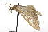  ( - TAMUICEGR-0463)  @13 [ ] CreativeCommons - Attribution (2010) CBG Photography Group Centre for Biodiversity Genomics