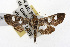  ( - TAMUICEGR-0473)  @14 [ ] CreativeCommons - Attribution (2010) CBG Photography Group Centre for Biodiversity Genomics