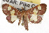  ( - TAMUICEGR-0483)  @14 [ ] CreativeCommons - Attribution (2010) CBG Photography Group Centre for Biodiversity Genomics