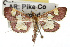  ( - TAMUICEGR-0484)  @14 [ ] CreativeCommons - Attribution (2010) CBG Photography Group Centre for Biodiversity Genomics