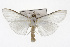  ( - TAMUICEGR-0490)  @15 [ ] CreativeCommons - Attribution (2010) CBG Photography Group Centre for Biodiversity Genomics
