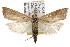 ( - TAMUICEGR-0528)  @14 [ ] CreativeCommons - Attribution (2010) CBG Photography Group Centre for Biodiversity Genomics