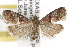  (Acrobasis exsulella - TAMUICEGR-0560)  @15 [ ] CreativeCommons - Attribution (2010) CBG Photography Group Centre for Biodiversity Genomics